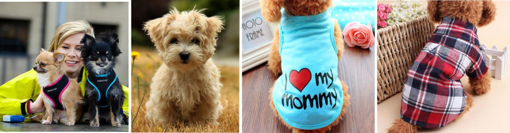 Dog Toys - Elite Business Ads