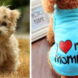 Dog Toys - Elite Business Ads